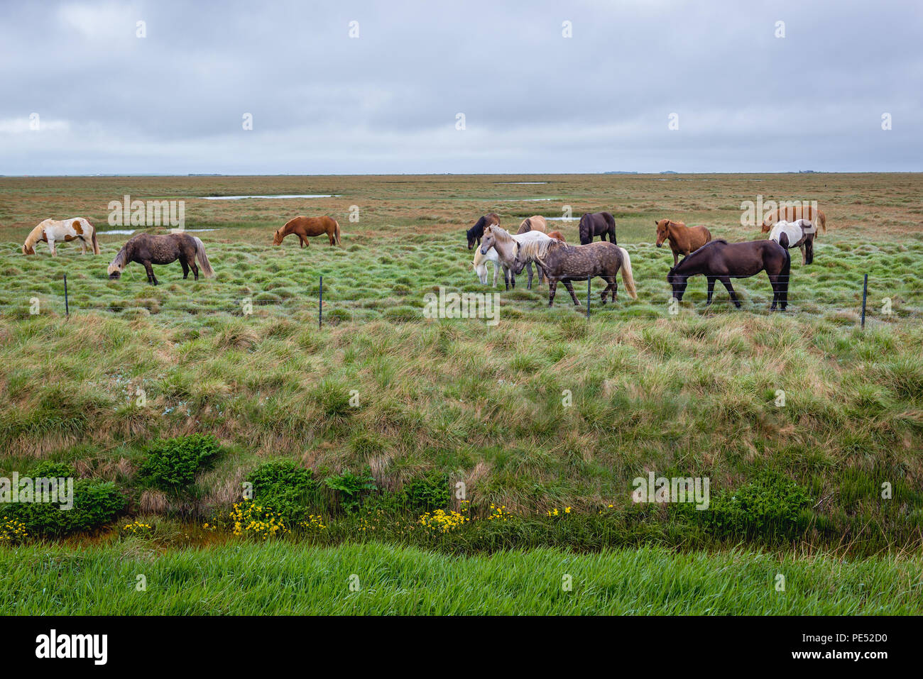 Cavalli islandesi Eyrarbakki vicino villaggio di pescatori sulla costa sud dell'Islanda Foto Stock
