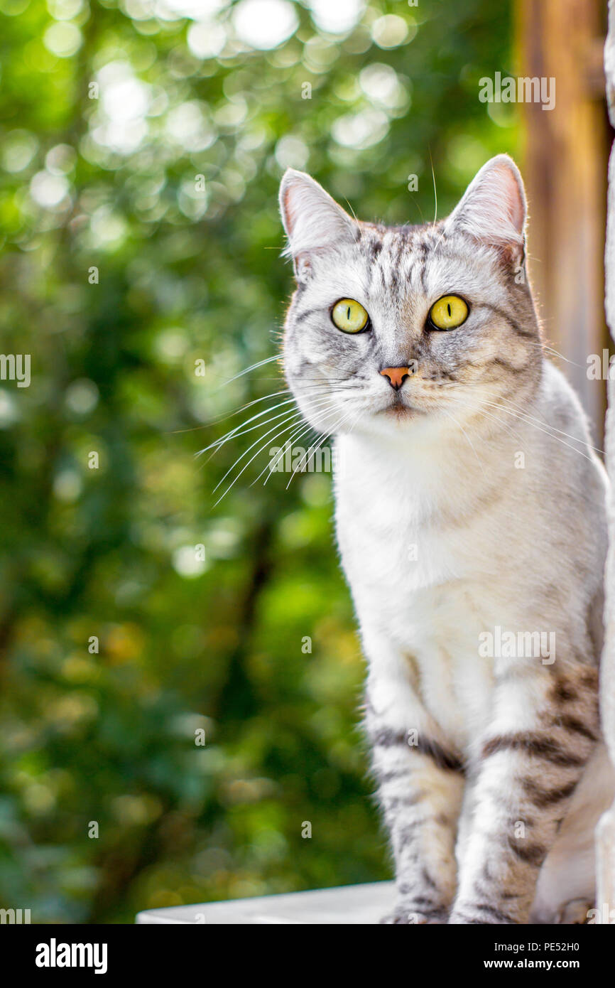Gatto grigio seduta sul verde del giardino Foto Stock