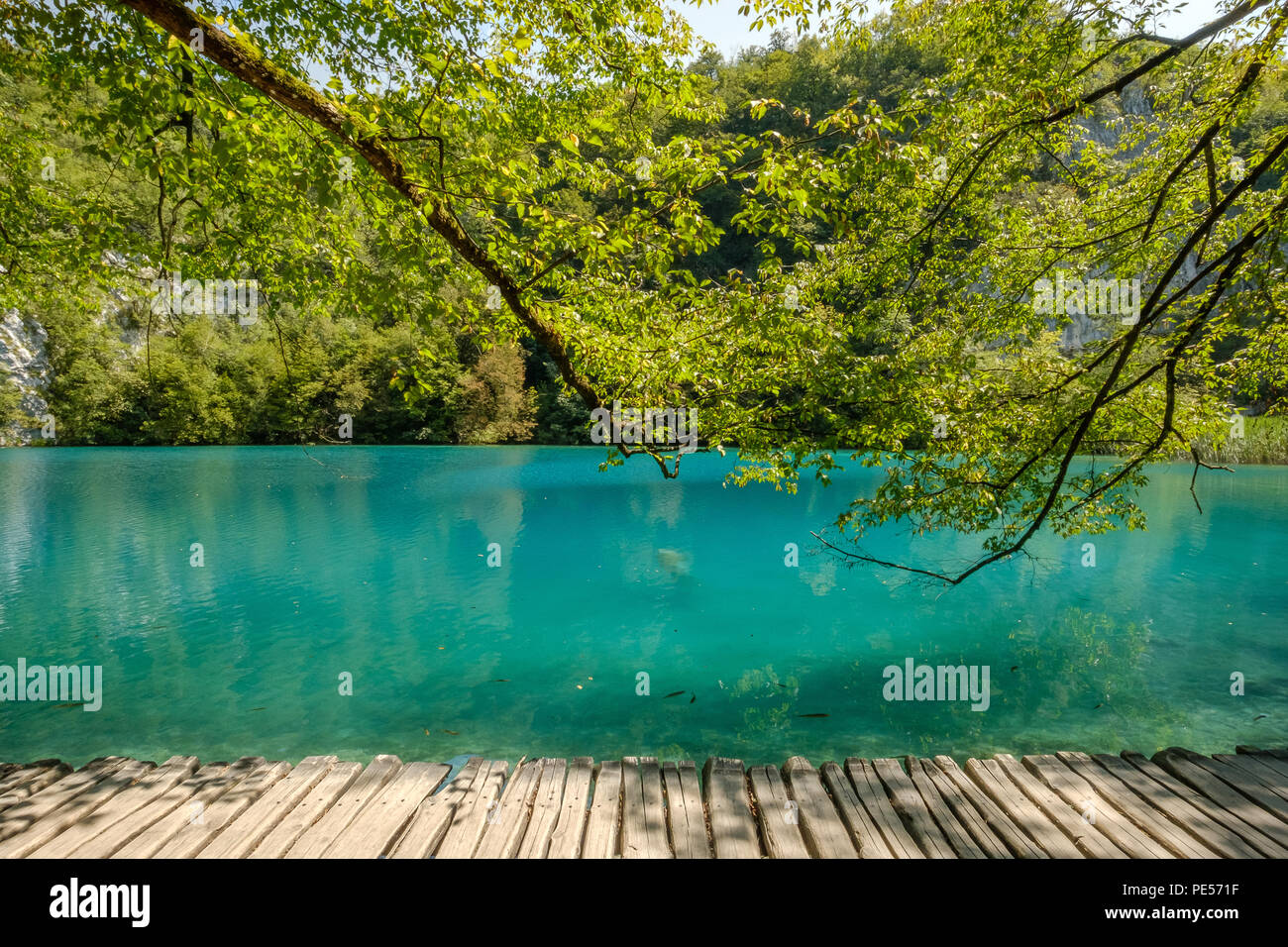 Vista del percorso di legno sopra il lago verde nella foresta. Il Parco Nazionale dei Laghi di Plitvice, Croazia. Foto Stock