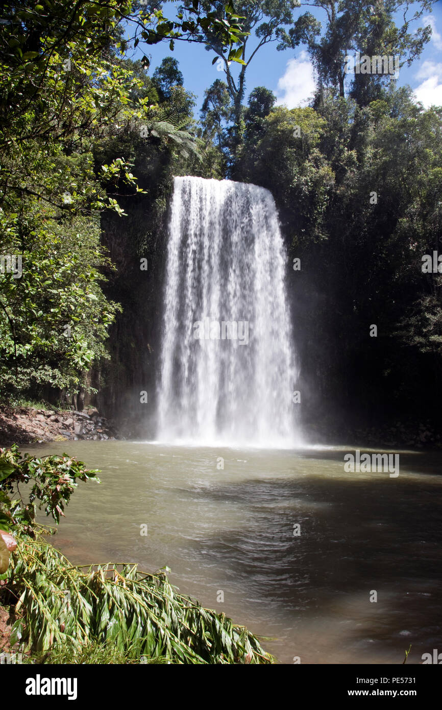 Millaa Millaa Falls è un patrimonio-elencati di cascata in prossimità Millaa Millaa, sull'altopiano di Atherton, Queensland, Australia. Foto Stock