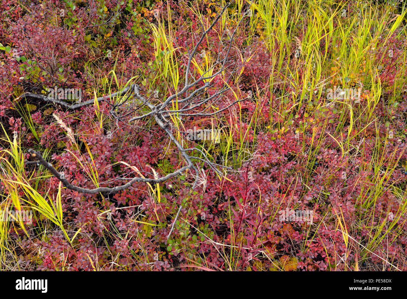 La tundra piante con colore di autunno lungo la riva del lago Ennadai, Arctic Haven Lodge, Ennadai Lake, Nunavut Territorio, Canada Foto Stock