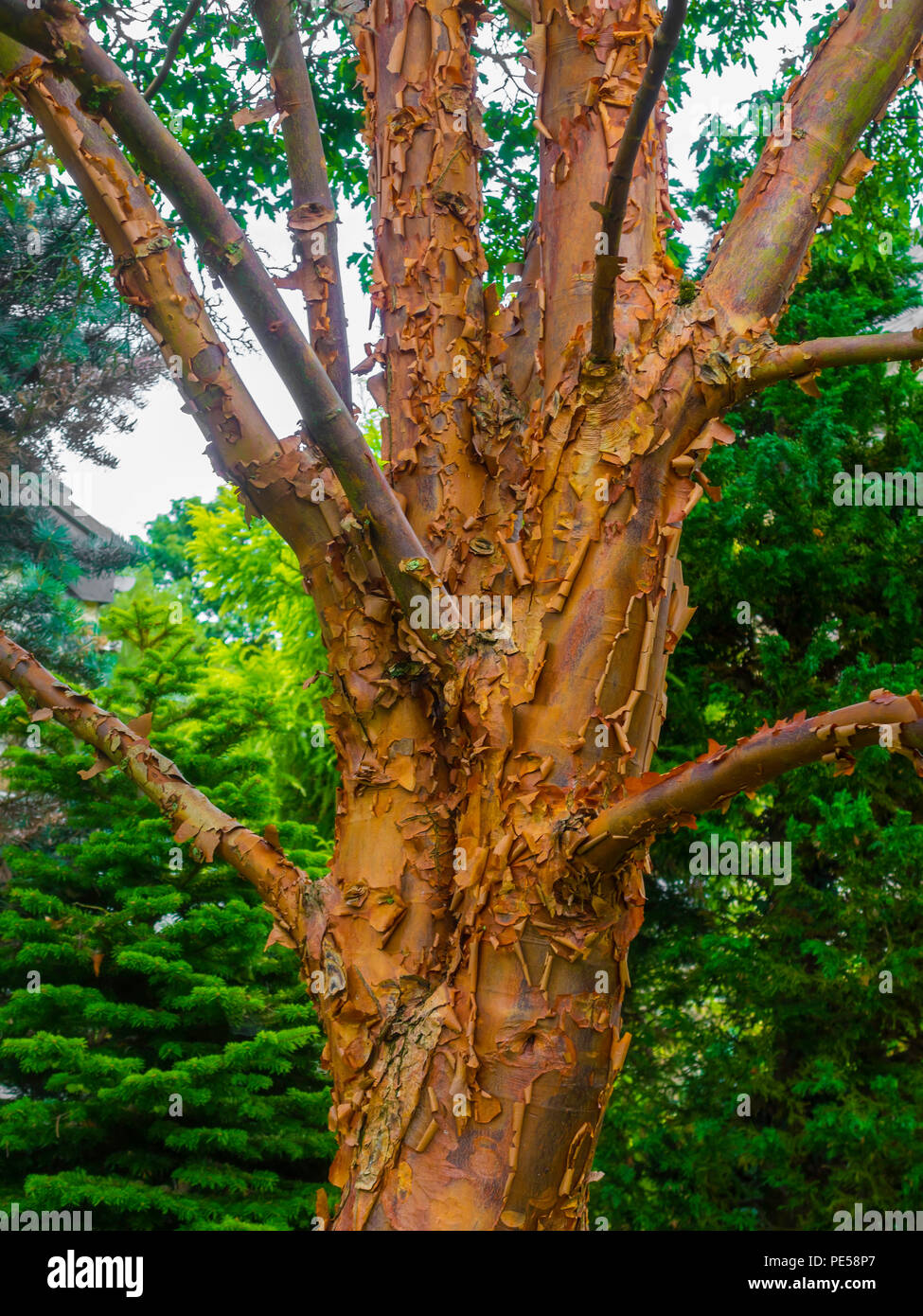 Close up della corteccia di una corteccia di betulla Acero Acer Griseum mostrando le scaglie di corteccia ornamentale Foto Stock