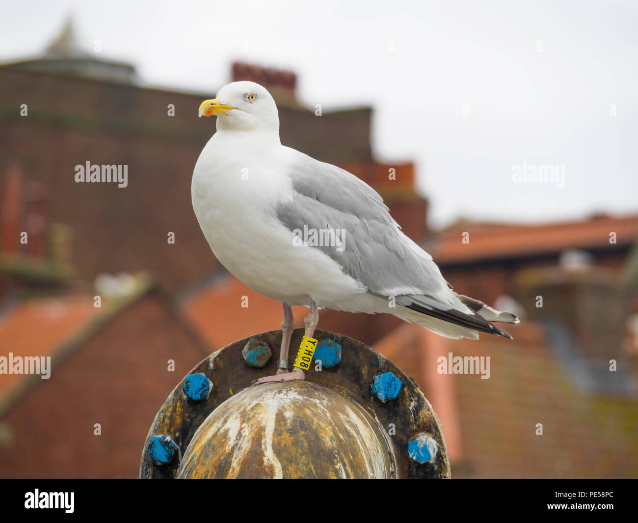 Un aringa gull Larus argentatus con BTO giallo anelli gamba Y:H08 a Whitby North Yorkshire England Regno Unito Foto Stock