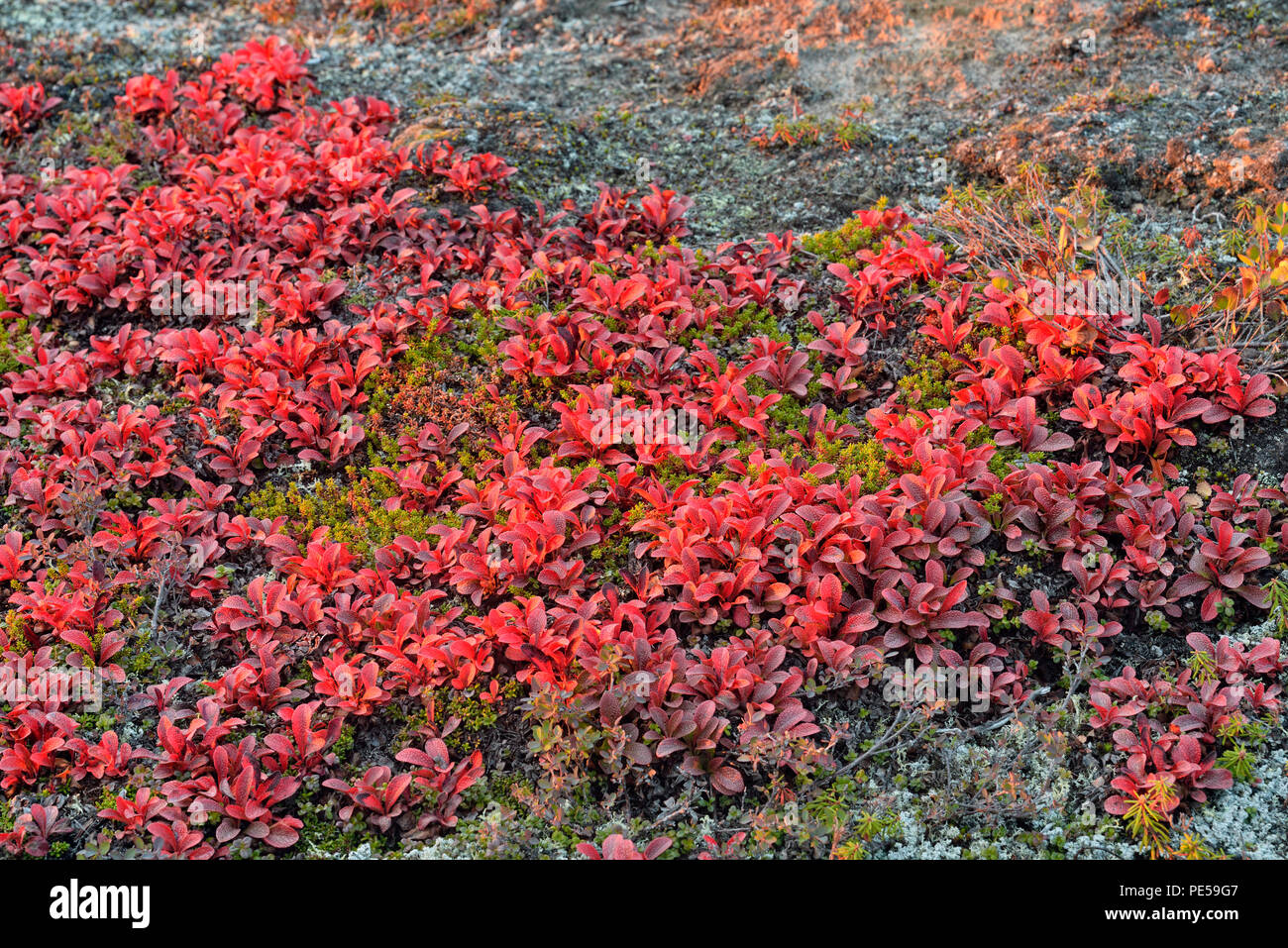 Uva Ursina (Arctostaphylos uva ursi-) Fogliame di autunno, Arctic Haven Lodge, Nunavut Territorio, Canada Foto Stock