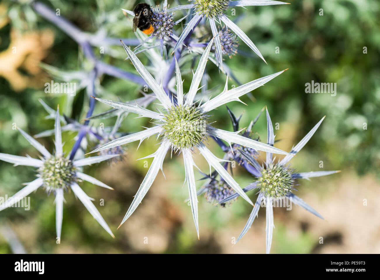 Un agrifoglio marino (Eryngium) Foto Stock