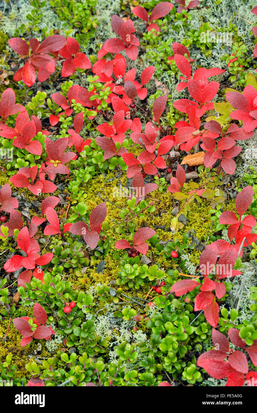 Uva Ursina (Arctostaphylos uva ursi-) fogliame autunnale Sambaa Deh cade parco territoriale, Northwest Territories, Canada Foto Stock