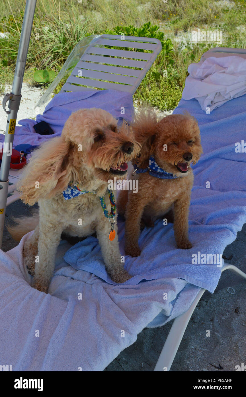Due lieti Cockapoos Fare vacanza sul cane friendly spiaggia sotto un ombrello a Sanibel Foto Stock