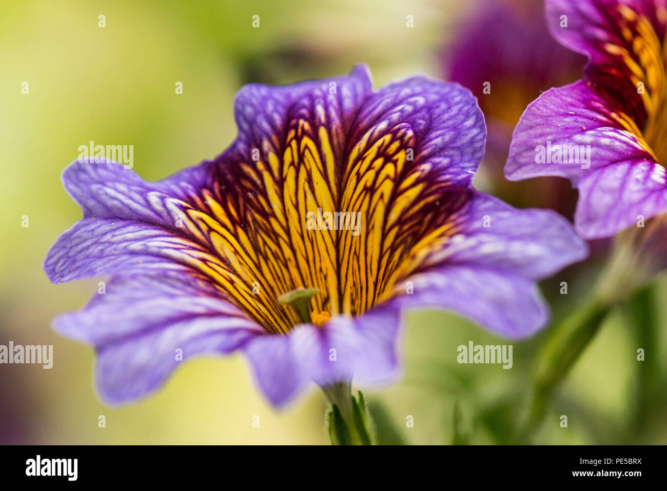 Una chiusura del fiore di un viola dipinte di linguetta (Salpiglossis sinuata) Foto Stock