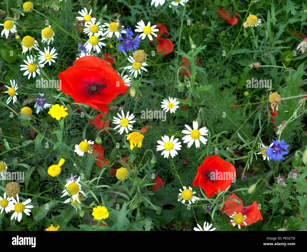 Estate papavero rosso British fiori selvatici margherite sfondo scena di prato Foto Stock