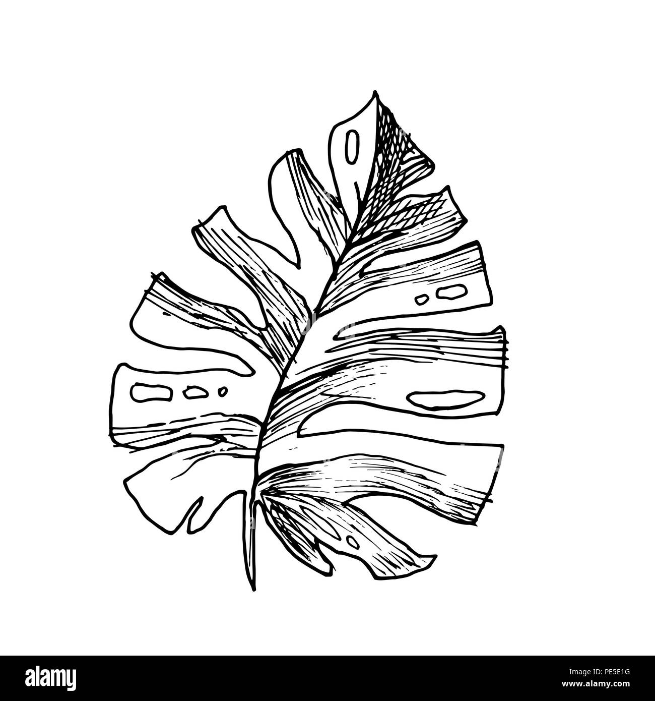 Isolato abbozzato cocco o regina Palm tree foglie. La spiaggia e la foresta pluviale, deserto coco flora. Foglie di felce subtropicale. Palmae verde o jungle arecaceae. La botanica, ambiente tema Illustrazione Vettoriale