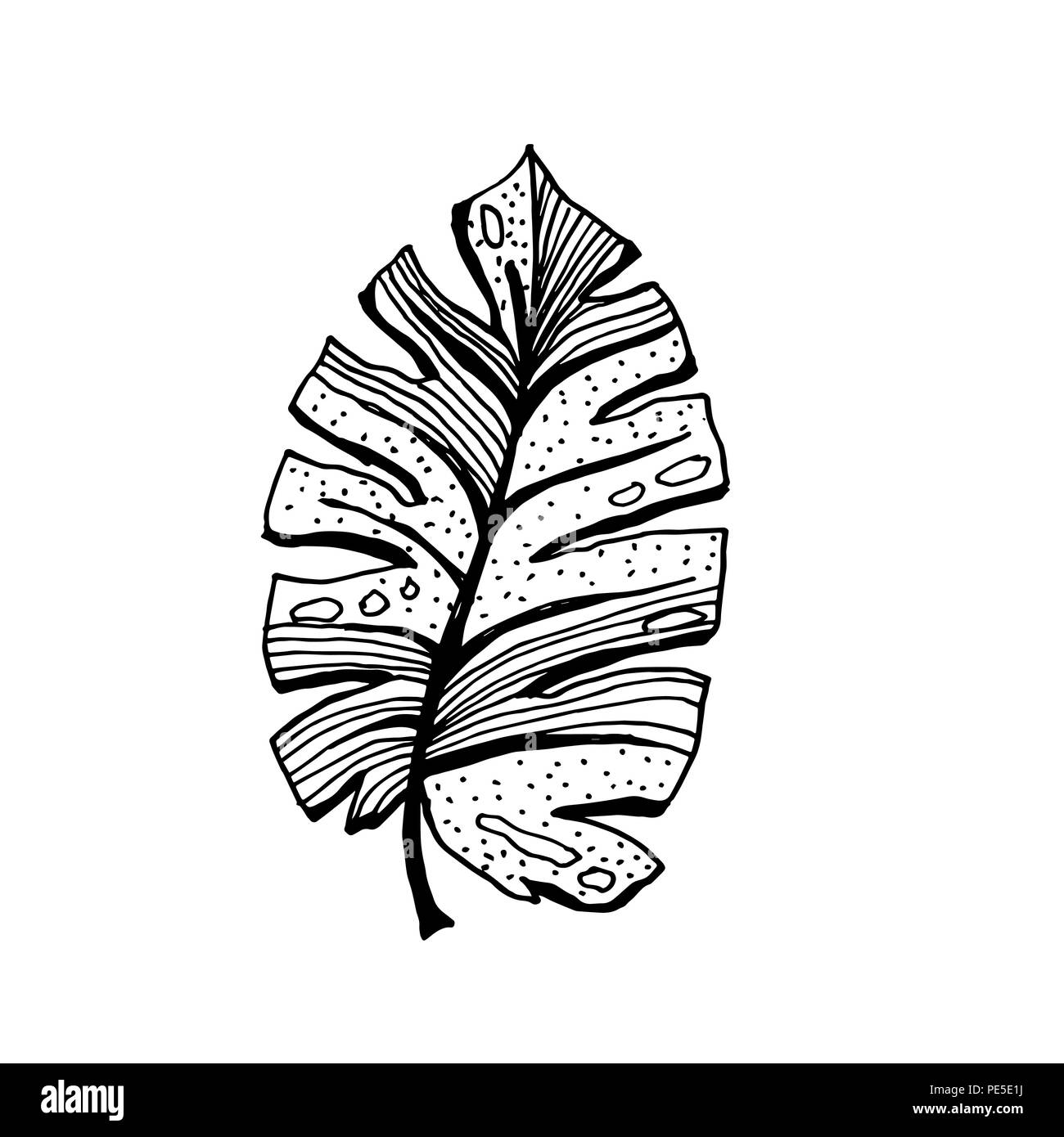 Isolato abbozzato cocco o regina Palm tree foglie. La spiaggia e la foresta pluviale, deserto coco flora. Foglie di felce subtropicale. Palmae verde o jungle arecaceae. La botanica, ambiente tema Illustrazione Vettoriale