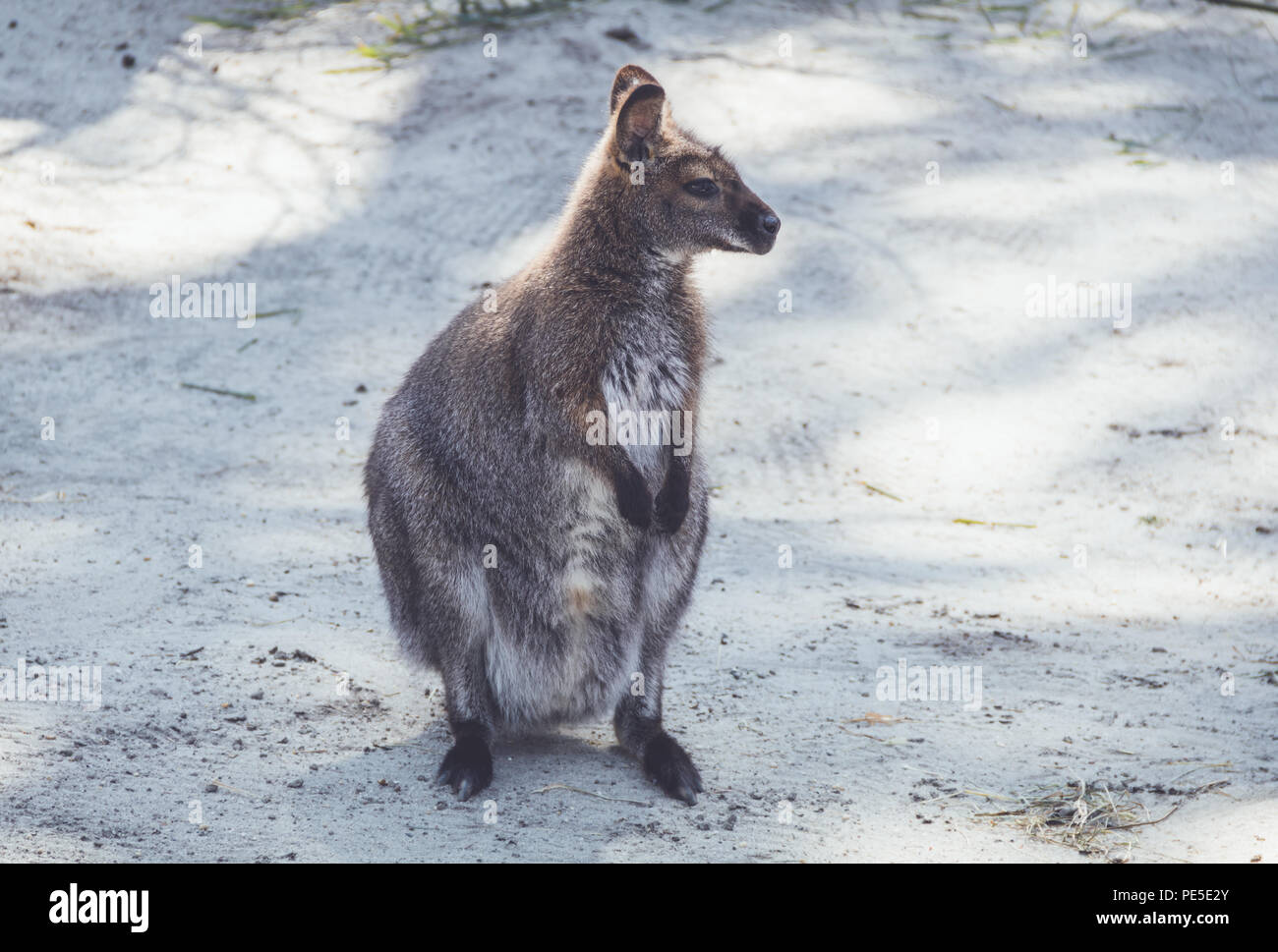 Wallaby (Macropodidae) appesi intorno al parco in impostazione vintage Foto Stock