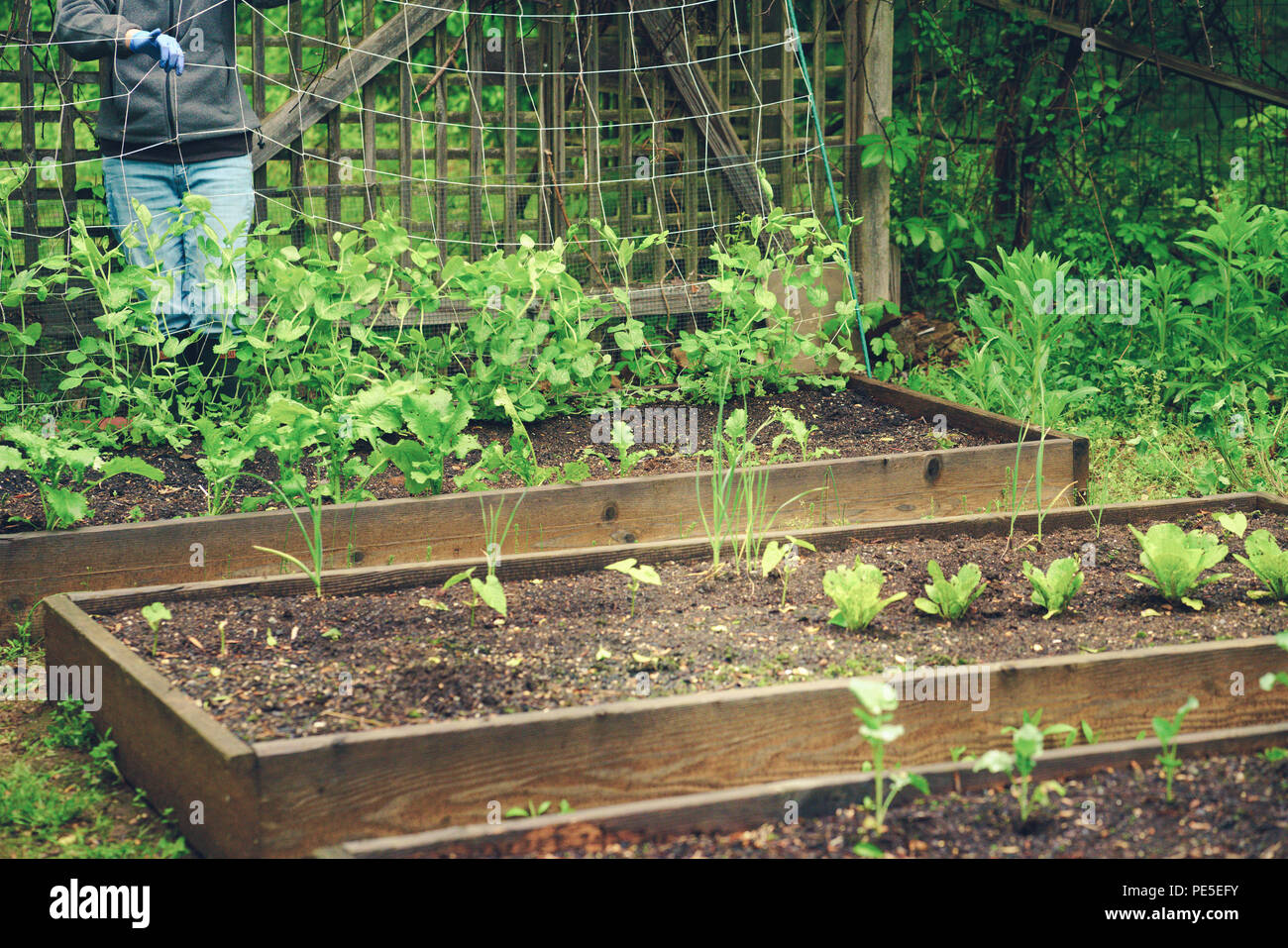 Pulizia del giardino, controllo di peste inizio manutenzione. Foto Stock