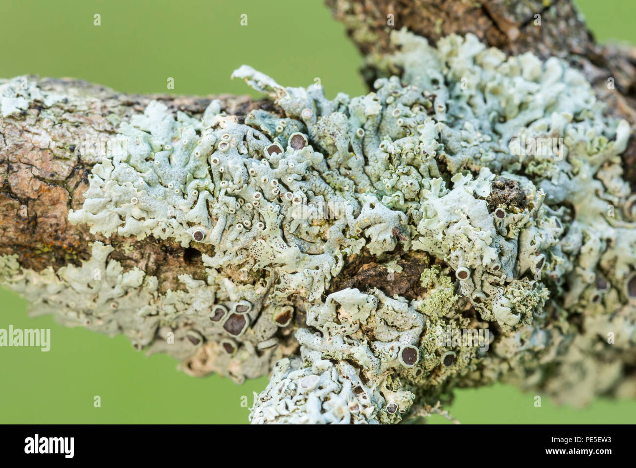 Rosetta stellato Lichen (Physcia stellaris), un piccolo foliose lichen, cresce su un ramo di albero. Foto Stock