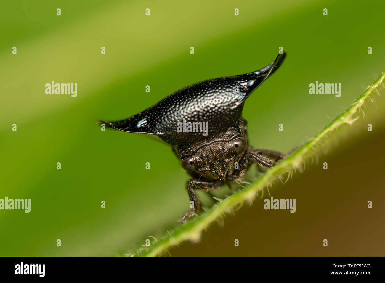 Centrotypus sp. Treehoppers alo conosciuta come Thorn bugs sono membri della famiglia Membracidae, un gruppo di insetti legate a le cicale e il leafhopp Foto Stock