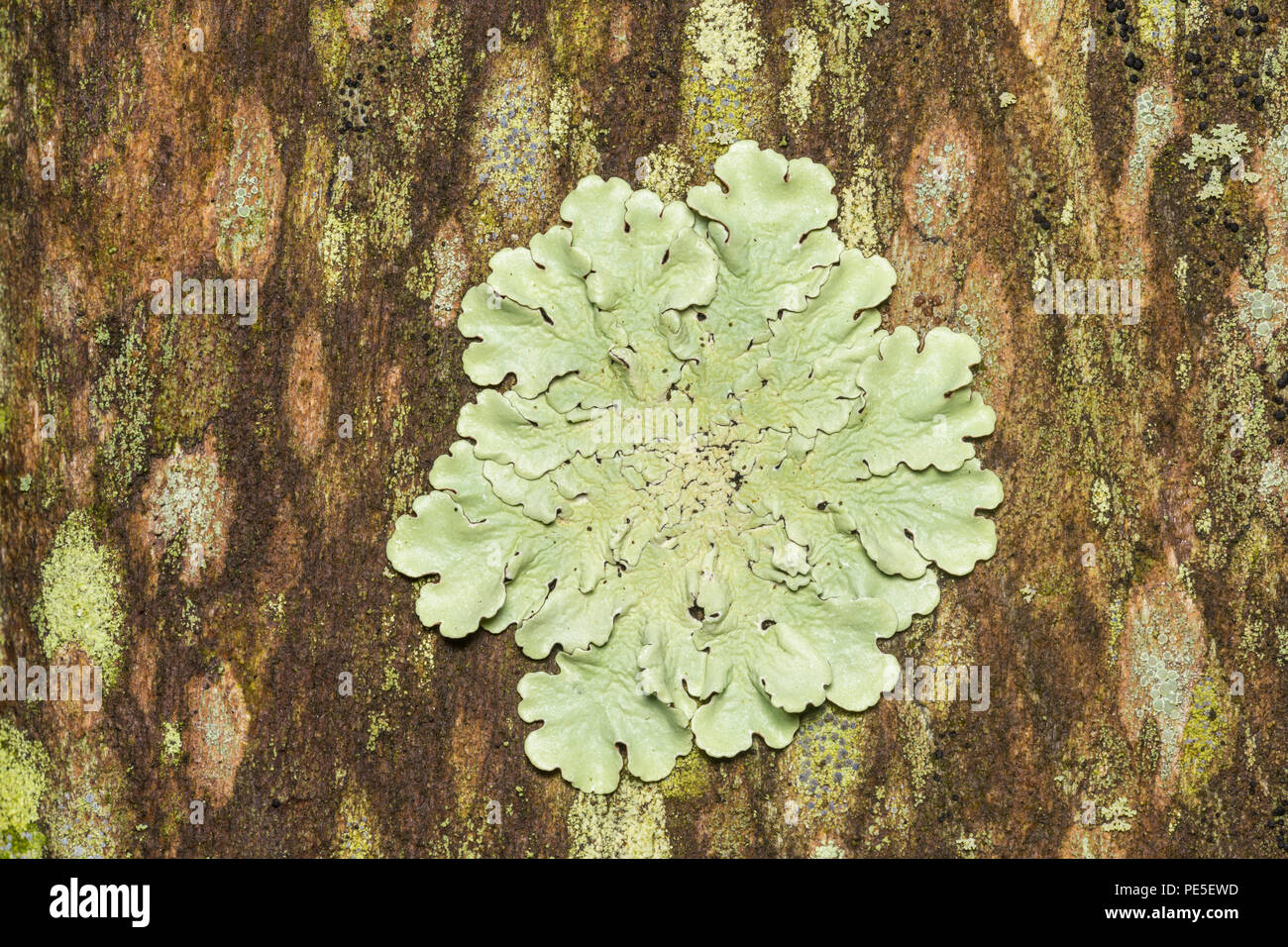 Comune Lichene Greenshields (Flavoparmelia caperata) cresce su legno decking tra le altre specie di licheni. Foto Stock