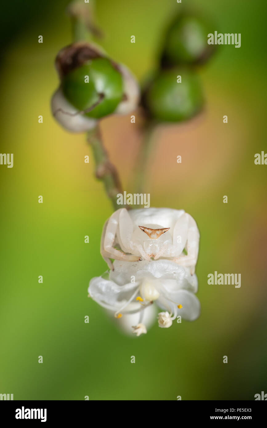 Camoflague perfetto. Genere Misumena, Thomisidae, fiore bianco ragno granchio. Chalerm Phrakiat Prachan Thai Parco Nazionale, Thailandia, Foto Stock