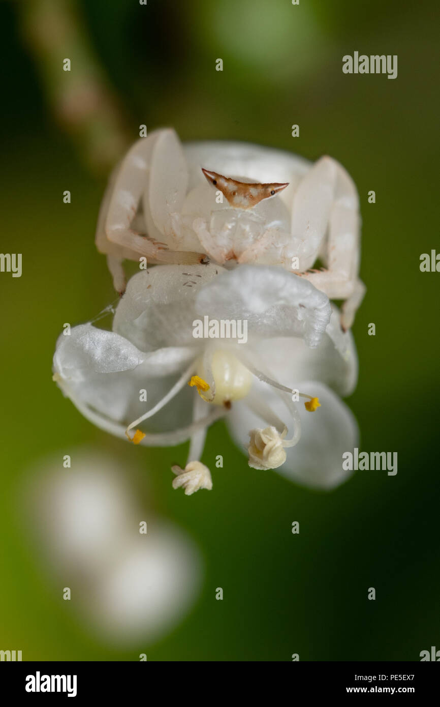 Camoflague perfetto. Genere Misumena, Thomisidae, fiore bianco ragno granchio. Chalerm Phrakiat Prachan Thai Parco Nazionale, Thailandia, Foto Stock