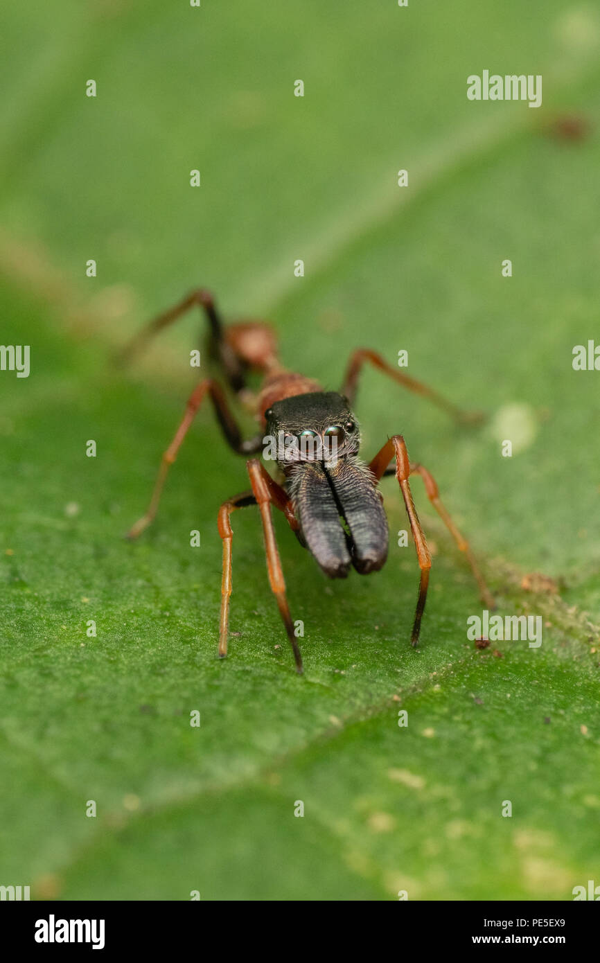 Maschio di ant-mimando jumping spider (Myrmarachne sp.) Myrmarachne è un genere di ragni di salto che imitare una formica agitando le loro gambe anteriori Foto Stock