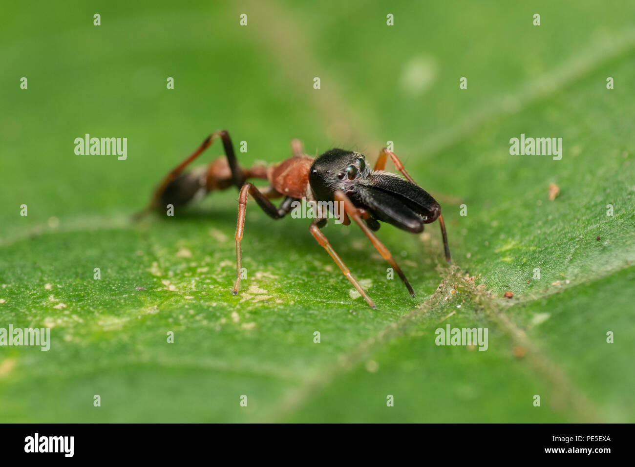 Maschio di ant-mimando jumping spider (Myrmarachne sp.) Myrmarachne è un genere di ragni di salto che imitare una formica agitando le loro gambe anteriori Foto Stock
