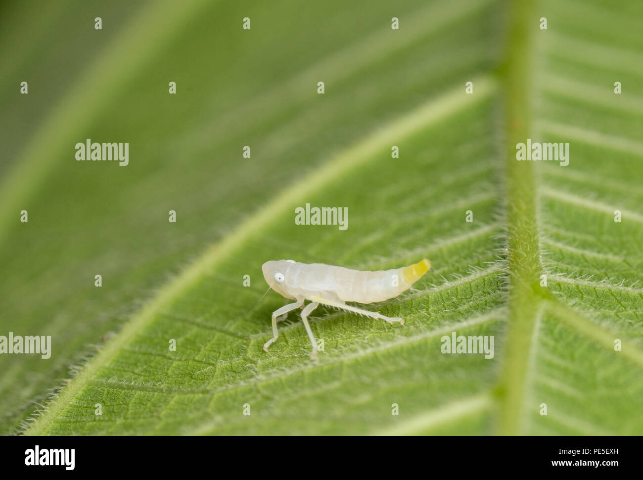 Un leafhopper è il nome comune per qualsiasi specie dalla famiglia Cicadellidae. Questi minuti di insetti, colloquialmente noto come tramogge. Foto Stock
