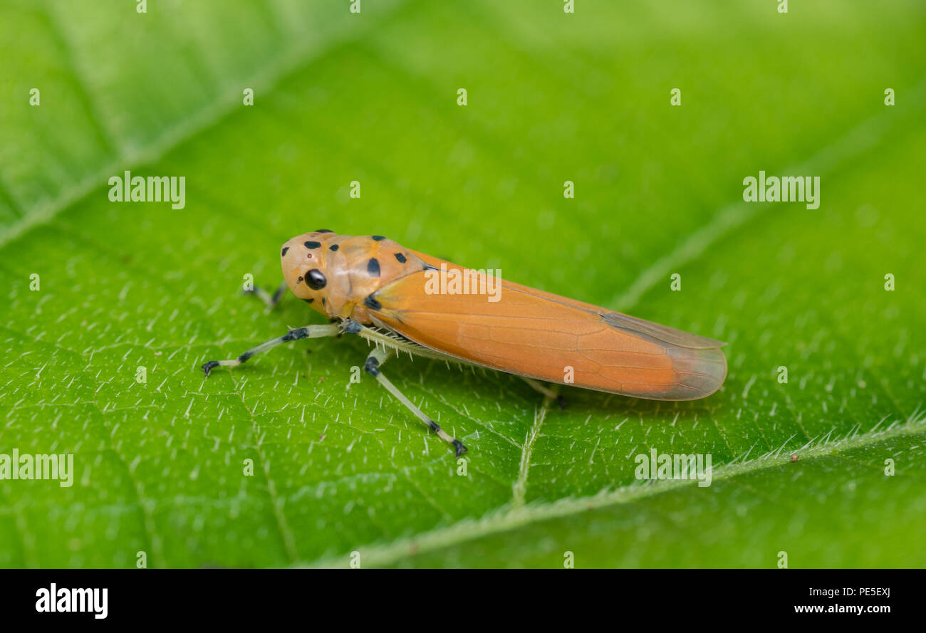 Un leafhopper è il nome comune per qualsiasi specie dalla famiglia Cicadellidae. Questi minuti di insetti, colloquialmente noto come tramogge. Foto Stock