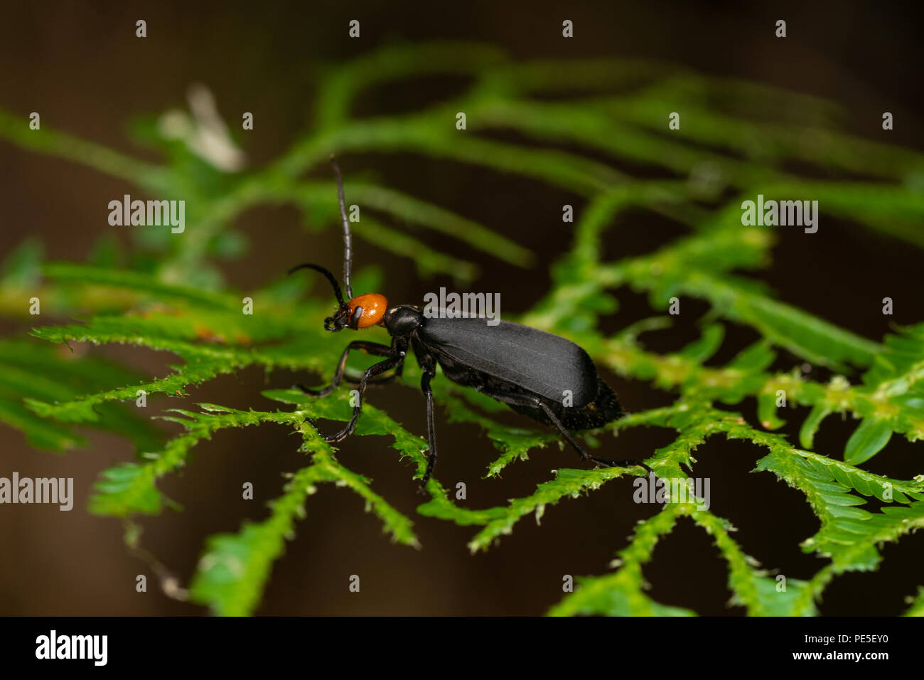 Epicauta è un genere di coleotteri in blister beetle famiglia Meloidae. Foto Stock