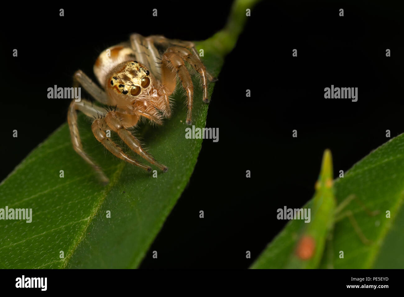 Salticidae Jumping Spider caccia un Dictyopharidae Becchi Lunghi Planthopper (in primo piano. Foto Stock