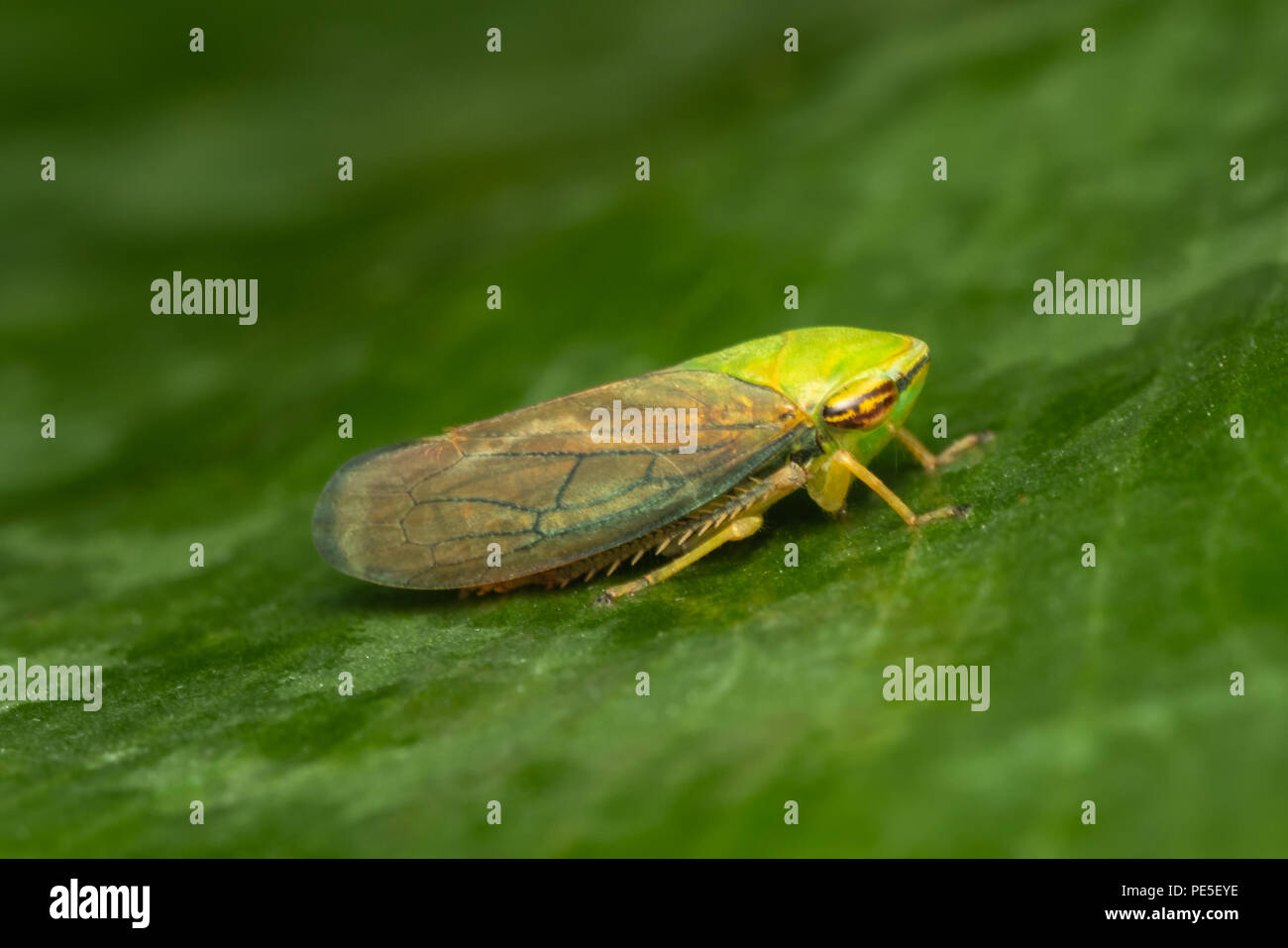 Un leafhopper è il nome comune per qualsiasi specie dalla famiglia Cicadellidae. Questi minuti di insetti, colloquialmente noto come tramogge Foto Stock