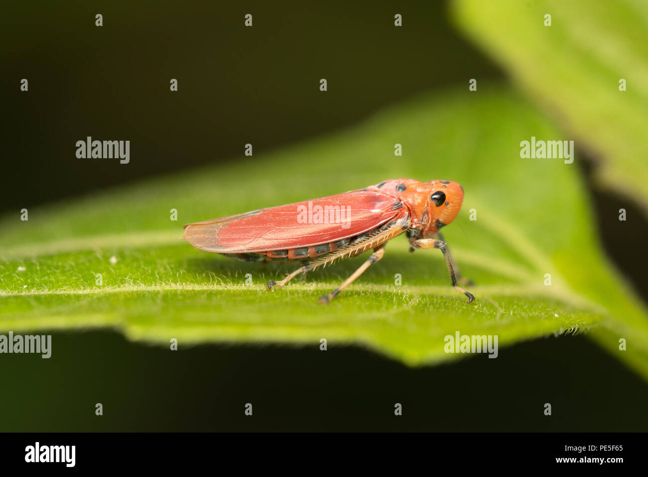 Un leafhopper è il nome comune per qualsiasi specie dalla famiglia Cicadellidae. Questi minuti di insetti, colloquialmente noto come tramogge, sono gli alimentatori di impianto t Foto Stock