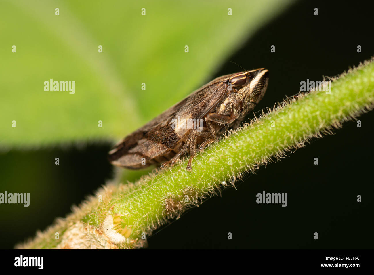 Un leafhopper è il nome comune per qualsiasi specie dalla famiglia Cicadellidae. Questi minuti di insetti, colloquialmente noto come tramogge, sono gli alimentatori di impianto t Foto Stock