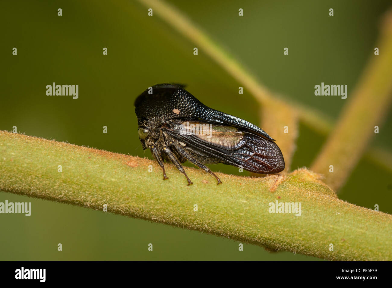 Centrotypus sp. Treehoppers alo conosciuta come Thorn bugs sono membri della famiglia Membracidae, un gruppo di insetti legate a le cicale e il leafhoppe Foto Stock