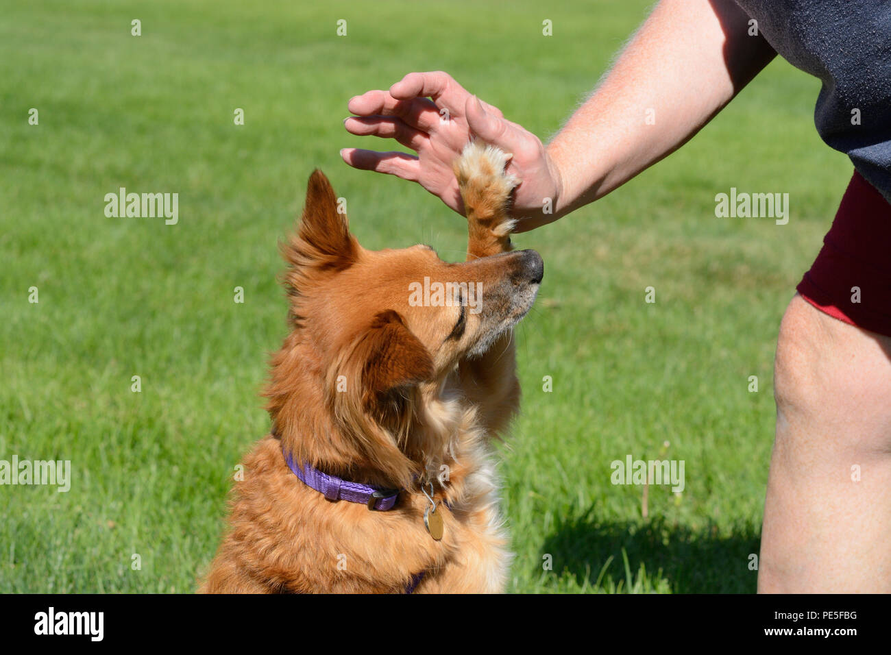 Razza cane bruno effettuare un alto cinque con uomo Foto Stock
