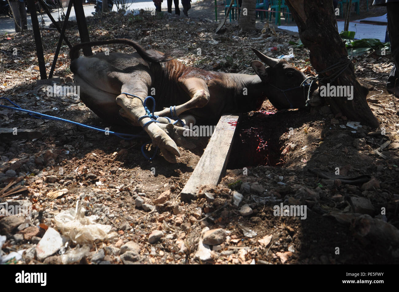 Una mucca sacrificale è legato agli alberi fino al suo arresto di flusso sanguigno dopo slaugtering. Foto Stock