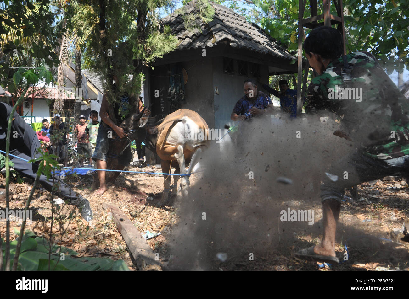 Piccole rocce e ceneri di volare quando la vacca kick back prima macellati in Eid al-Adha il 24 settembre 2015 a Makassar, Indonesia. Foto Stock