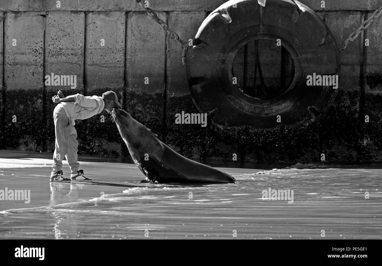 Fotografia in bianco e nero dell'uomo alimentazione di un capo pelliccia sigillo (Arctocephalus pusillus), Hout Bay Harbor, Cape Town, Sud Africa. Foto Stock