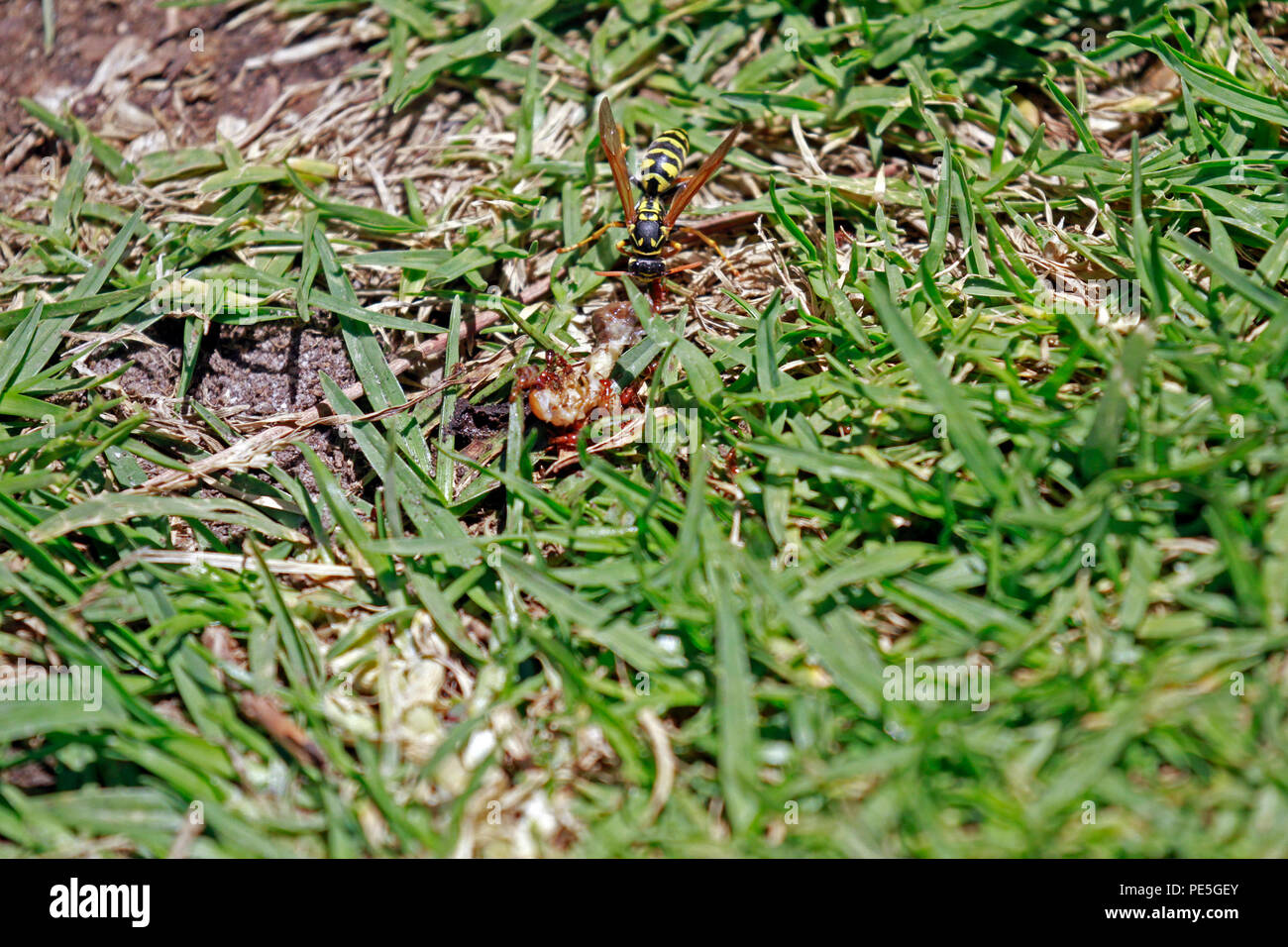 Vespula germanica (European wasp, Tedesco wasp o Tedesco yellowjacket) alimentazione su quello che appare come un morto caterpillar . Foto Stock