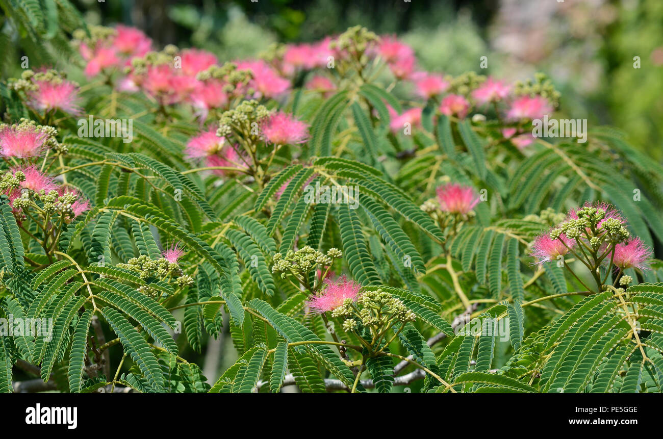 Struttura di seta Mimosa in fiore con rosa di rasatura fiori a spazzola. Seta persiano tree, Albizia julibrissin. Foto Stock