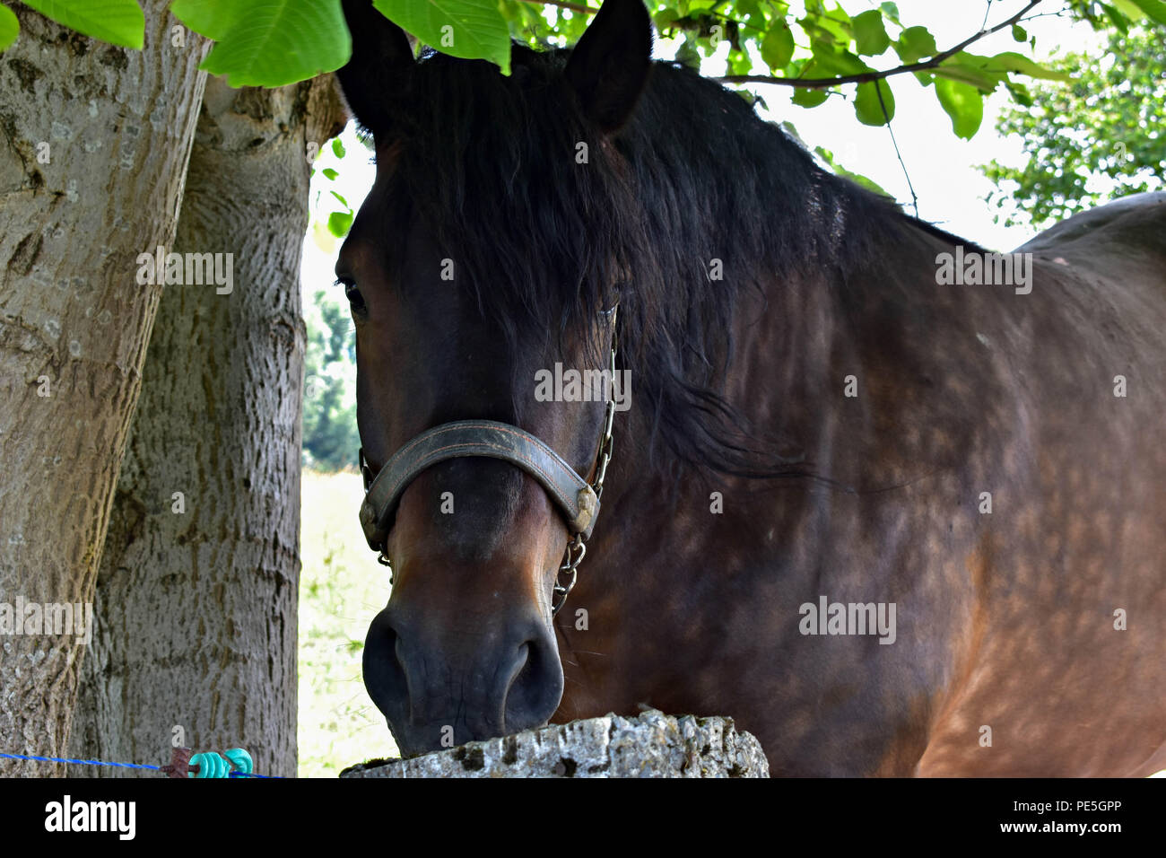Closeup ritratto della bella cavallo nero nella natura Foto Stock