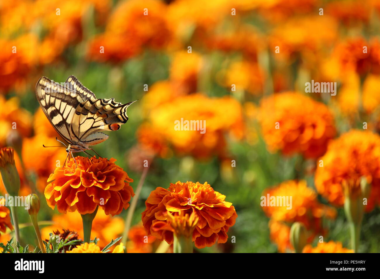 Giallo farfalla sul fiore, con campo di garofani sullo sfondo Foto Stock