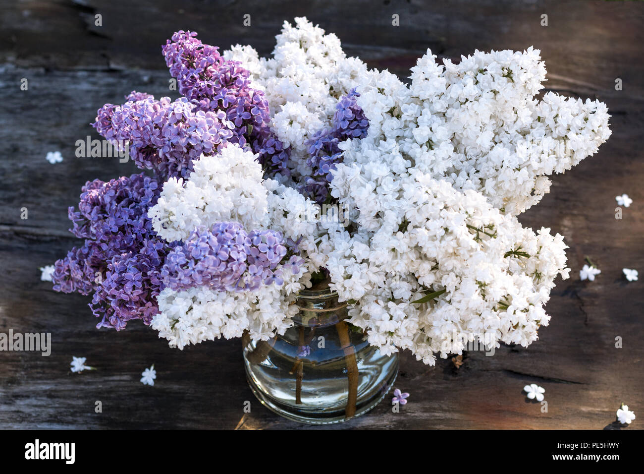 Un grande mazzo di viola e bianco lillã in un vaso di vetro su un rustico in legno, sfondo marrone sotto il sole. Foto Stock