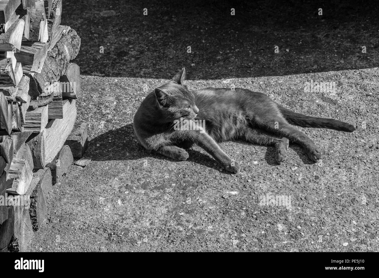 Bellissimo gatto grigio rilassante sul terreno, Black & White, close up Foto Stock