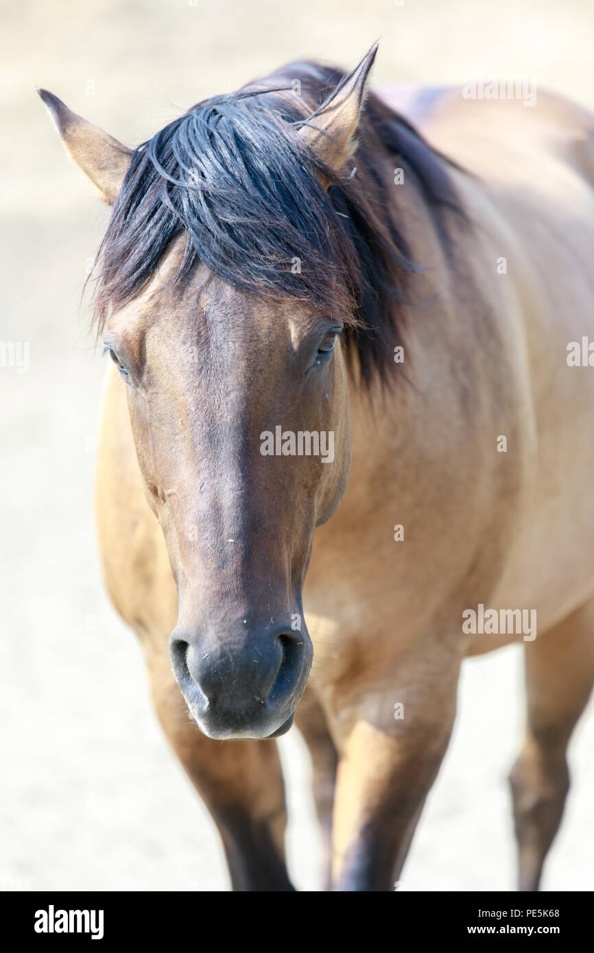 Cavallo di daino close-up a cavallo Hill preservare. Foto Stock