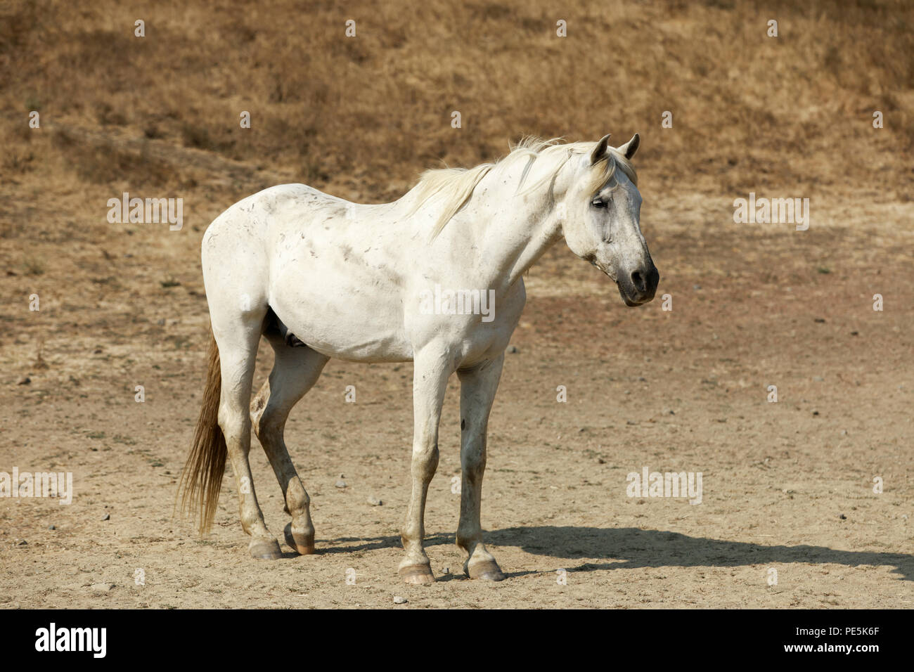 White Horse in piedi in collina a cavallo di preservare. Foto Stock