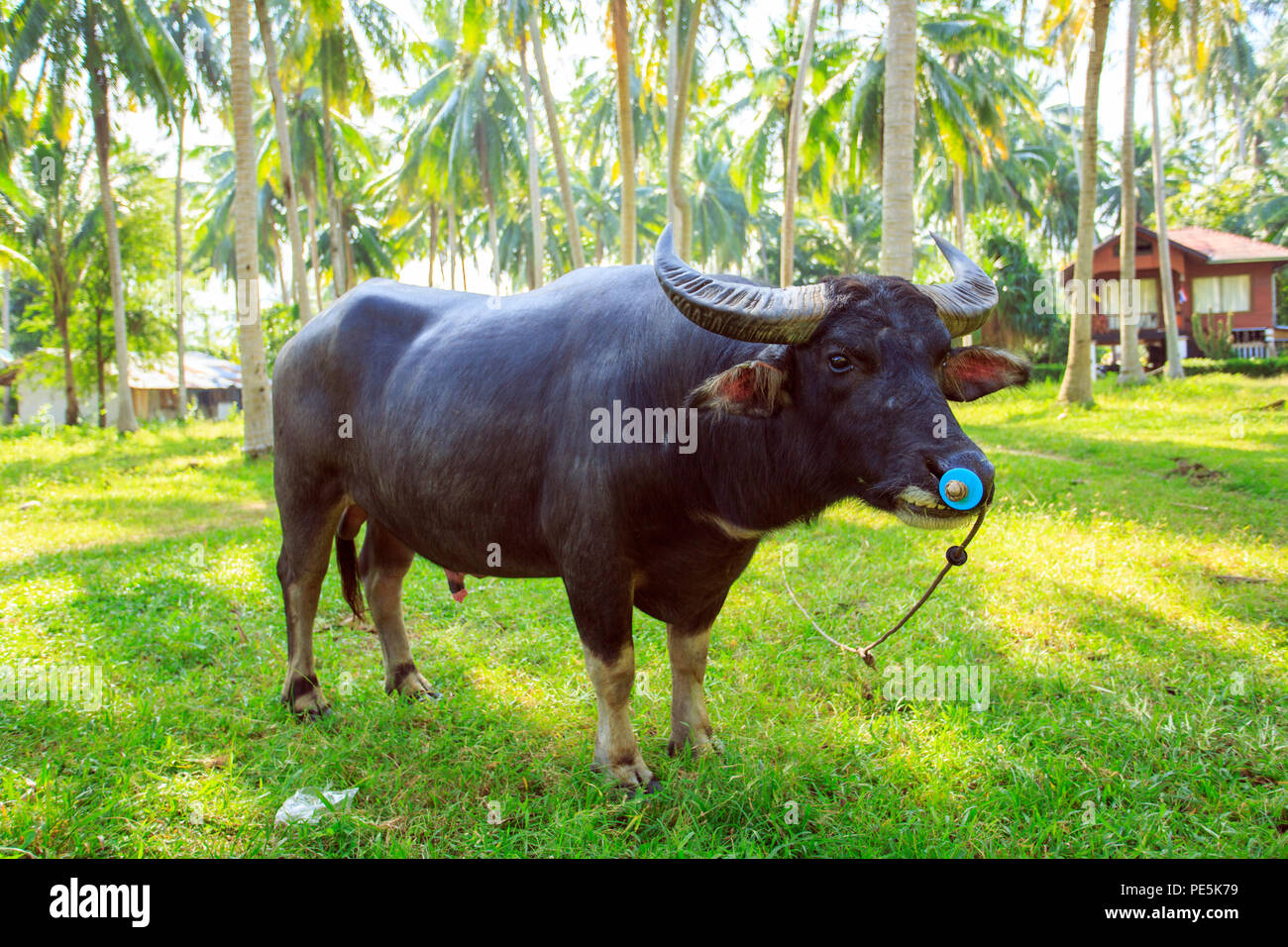 Bufalo d'acqua in Thailandia Koh Samui Island Foto Stock