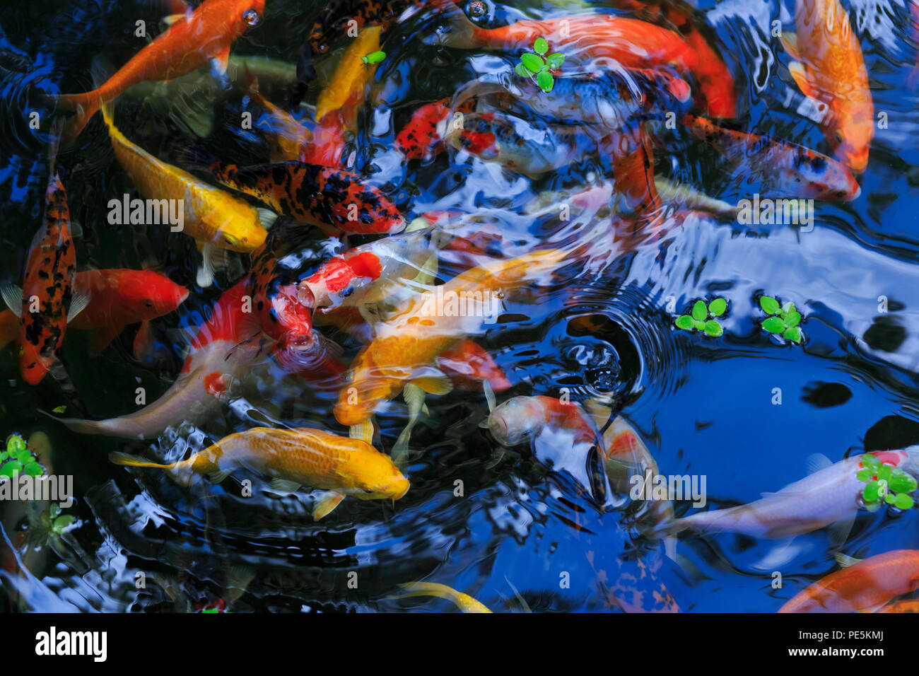 L'oro della carpa in acquario Foto Stock