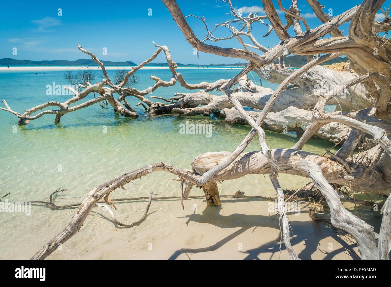 White albero morto nell'acqua di Whitehaven Beach in Australia Foto Stock