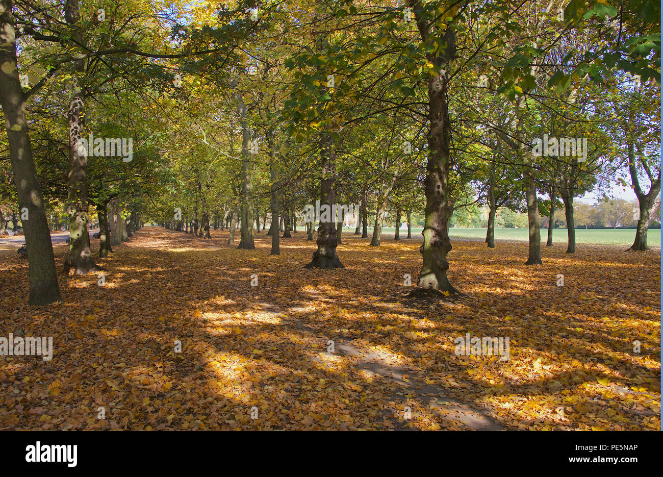 Caduta foglie Autunno colori Regents Park London Inghilterra England Foto Stock