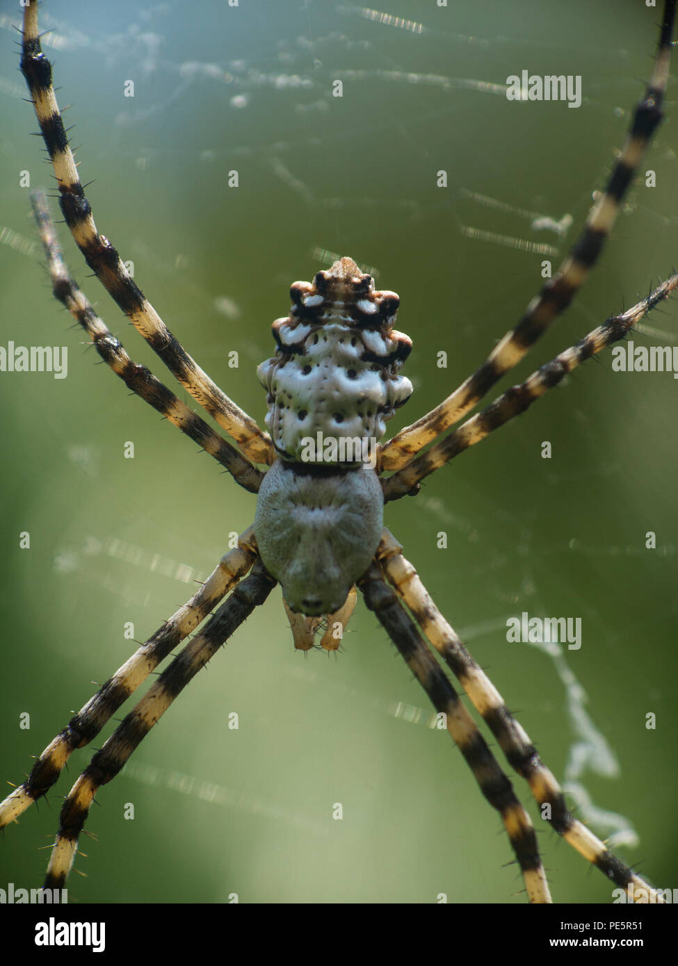 Argiope lobata è una specie di ragno appartenente alla famiglia Araneidae Foto Stock