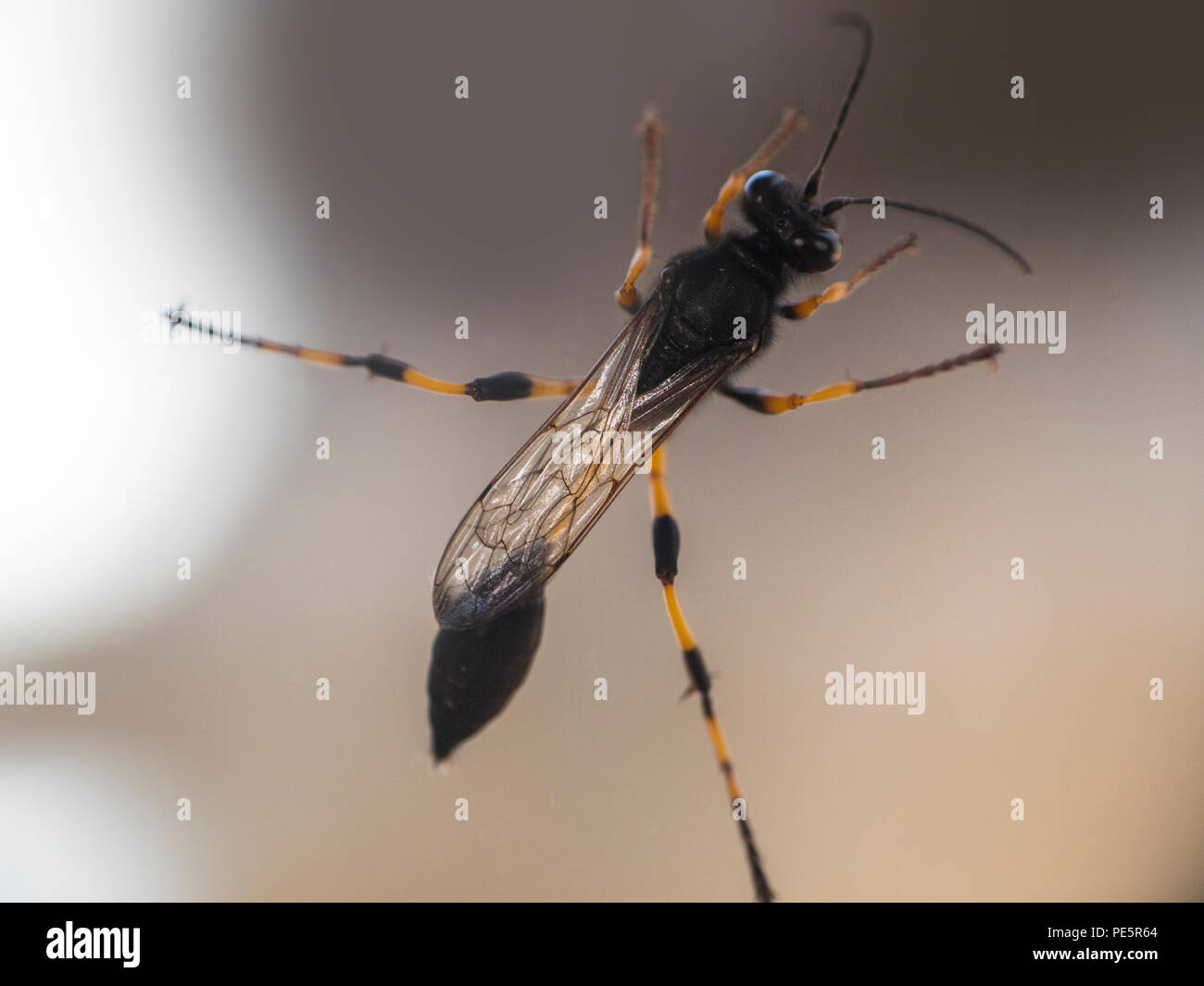 Un mud dauber wasp specie sceliphron destillatorium Foto Stock